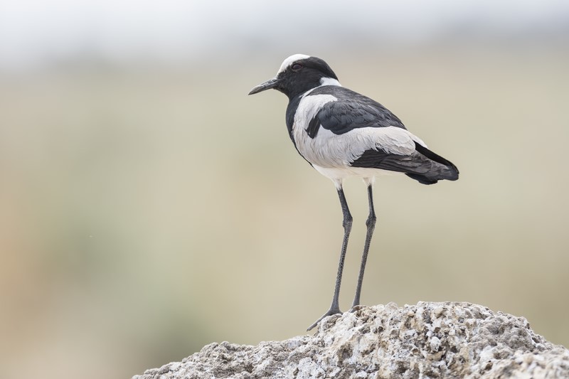 Botswana
