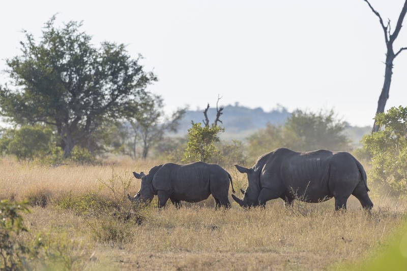 Kruger National Park