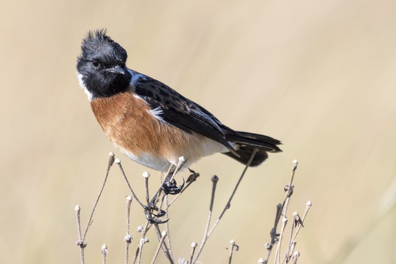 Rietvlei Nature Reserve